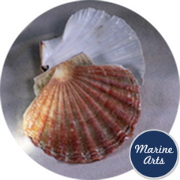 8495 - Sea Washed - Scallop Shell Pair